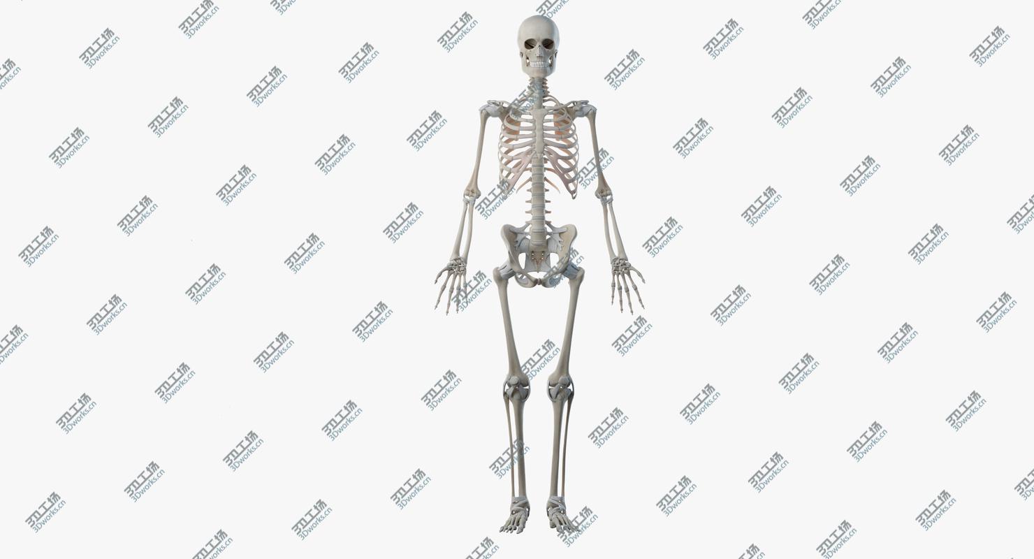 images/goods_img/2021040231/Elder Male Skin, Skeleton And Muscles Rigged model/5.jpg
